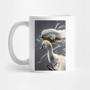 Mute Swan Cygnets Mug